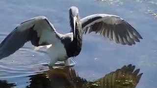 tricolor heron hunting filmed at 210 fps