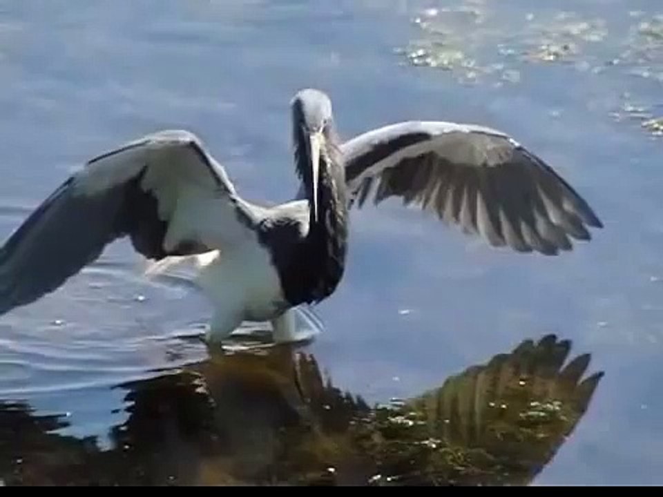 tricolor heron hunting filmed at 210 fps