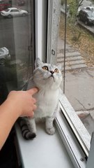Focused Kitty