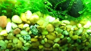 Peppered Cory: Spawning Behaviours