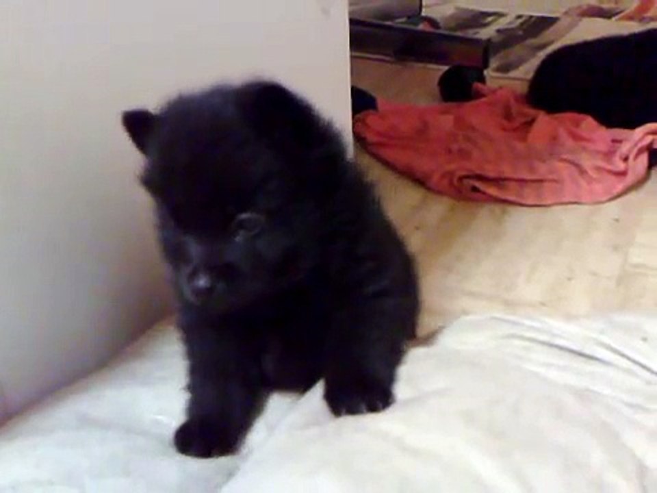 Puppy tries and tries..