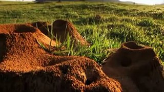 Unglaubliche Ameisenkolonie, biggest ant colonie ever