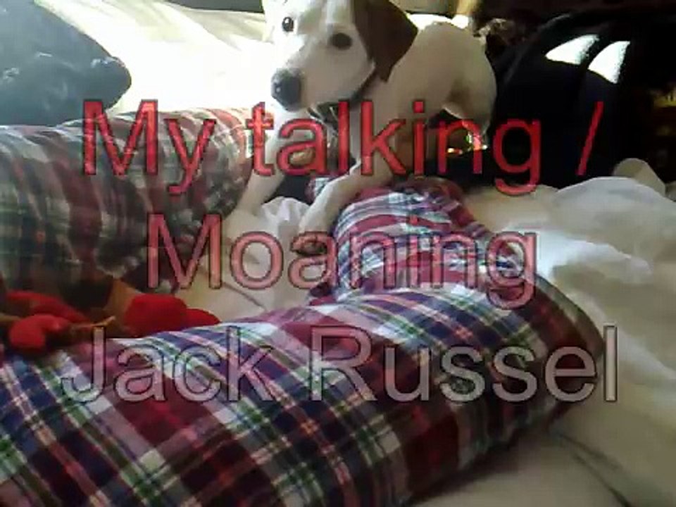 Jack Russell Puppy Talking / Moaning!!!