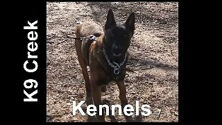 So You Think You Want a Belgian Malinois