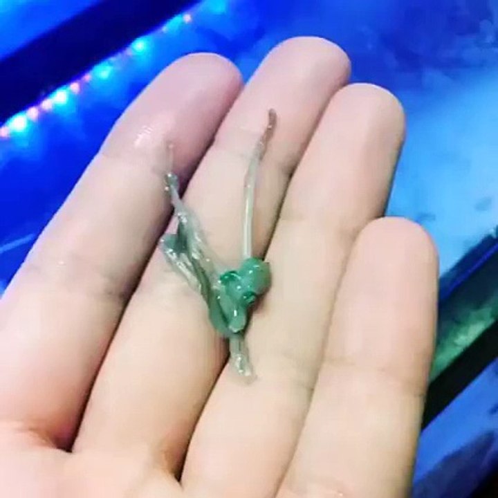 World Smallest Little Caribbean octopus