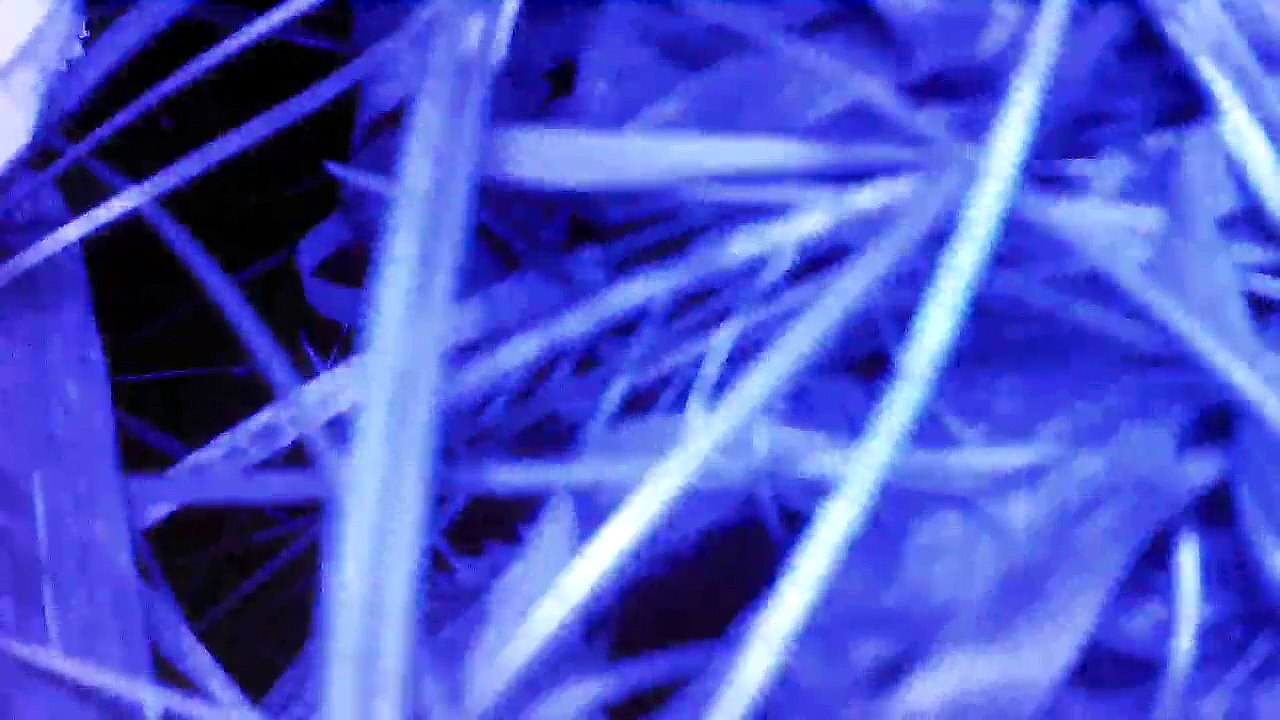 AR.Drone 2.0 Video: 2015/08/25