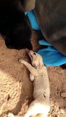 Fennec Fox reunited with his best friend cat