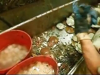 shucking scallops with danny / end of the trip