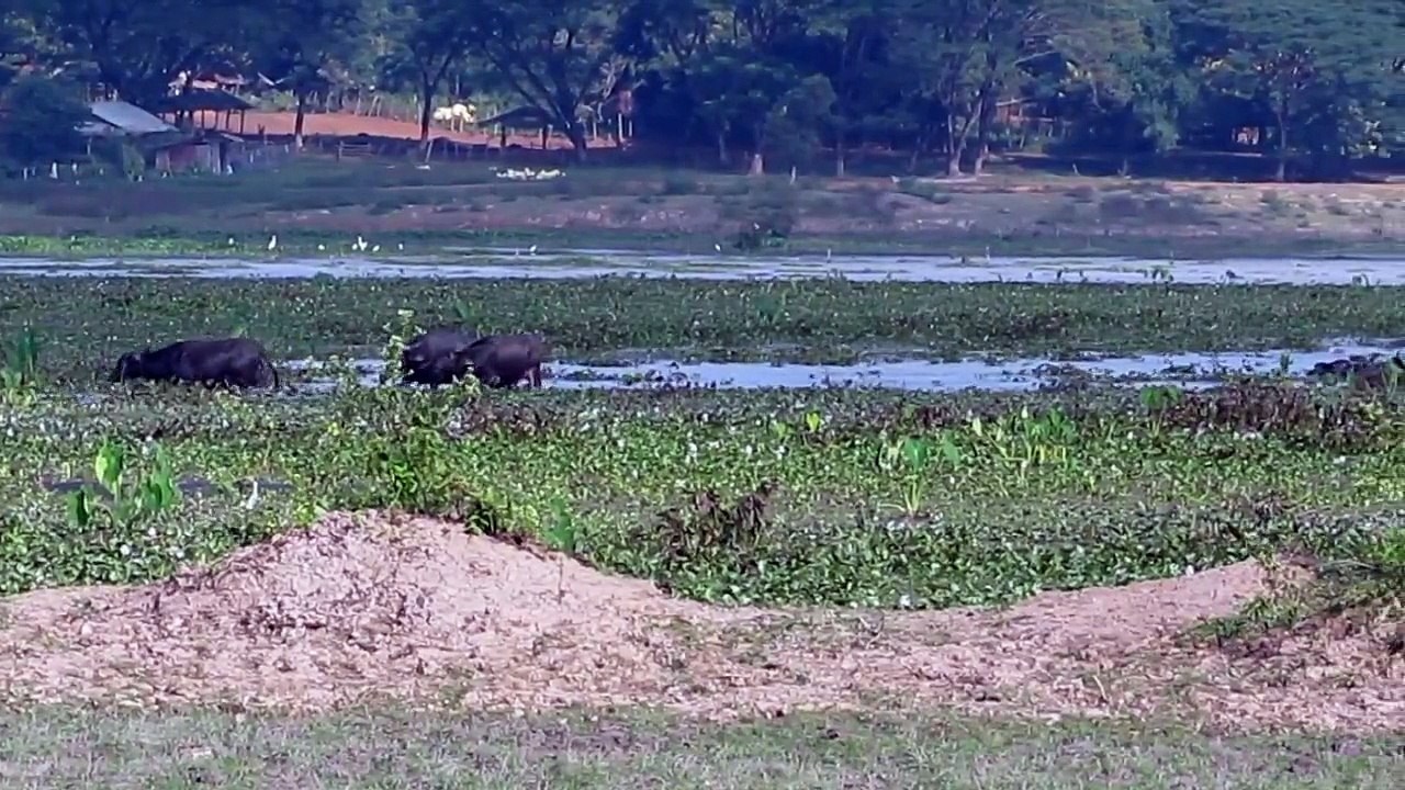 Water buffalo Yonok wetland Thailand ชีวิตในเวียงหนองหล่ม