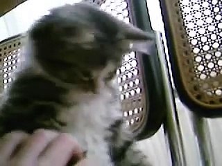 Me teaching a kitten to high-five!
