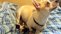 Denver's third puppy (Chihuahua Pug Mix Giving Birth)