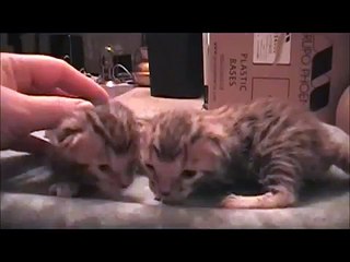 Cleyed the Cyclops Kitten's Sisters - Help Name Them