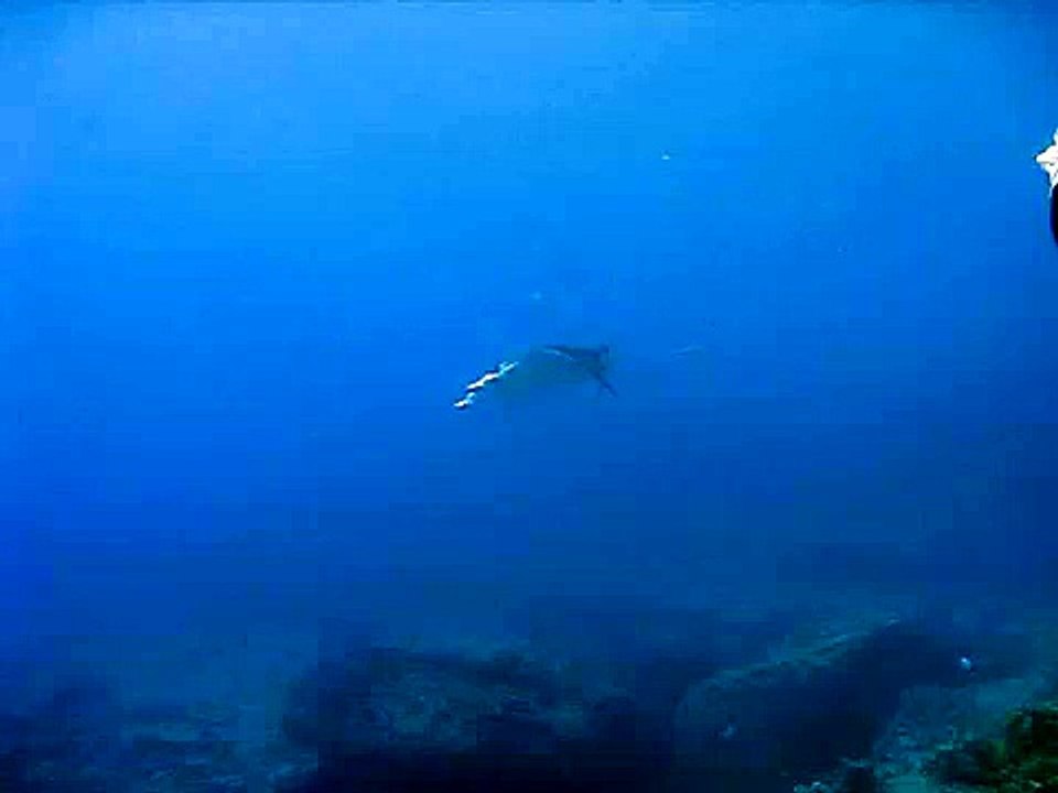 Manta Ray at Lanai Lookout