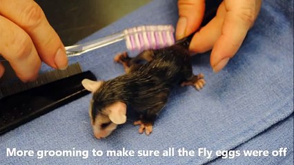 Opossum Rescue-Sawgrass Nature Center & Wildlife Hospital, Coral Springs, Fl.