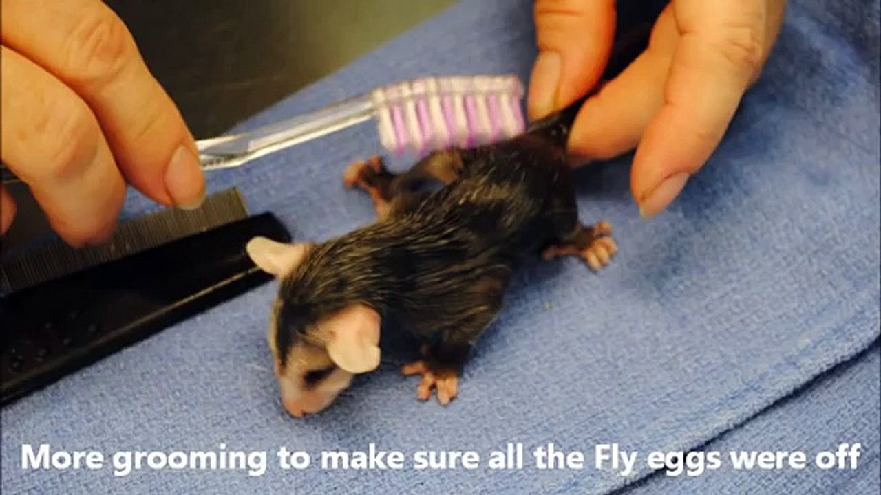 Opossum Rescue-Sawgrass Nature Center & Wildlife Hospital, Coral Springs, Fl.