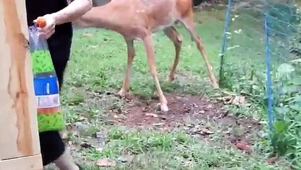 Closeups of Broken Let and Baby Eating Carrots and Corn