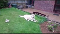 Dog fails at catching things