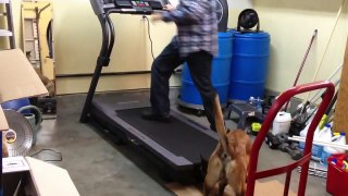 Training A Dog To Run On A Treadmill
