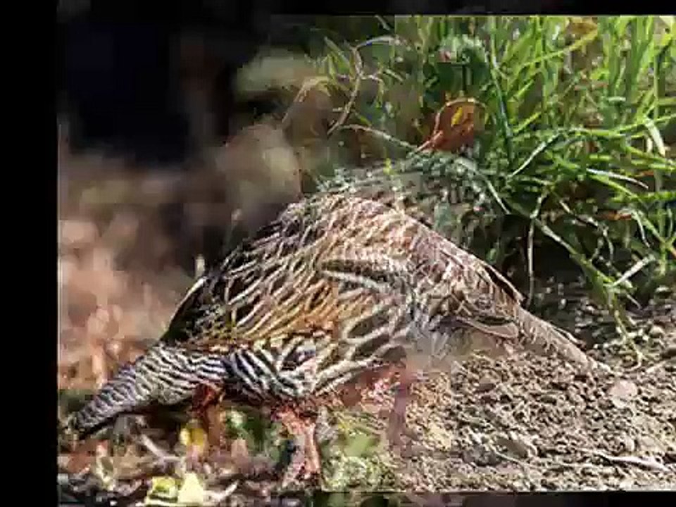 Teetar Hunting, Pakistan