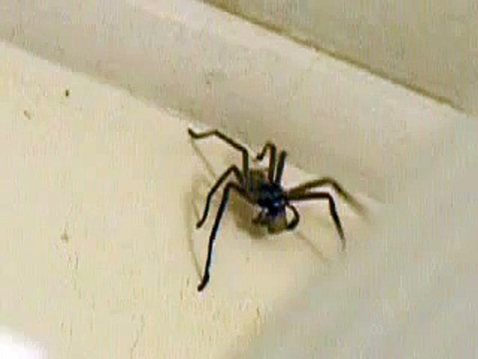Huntsman Spider wrapping up his dinner