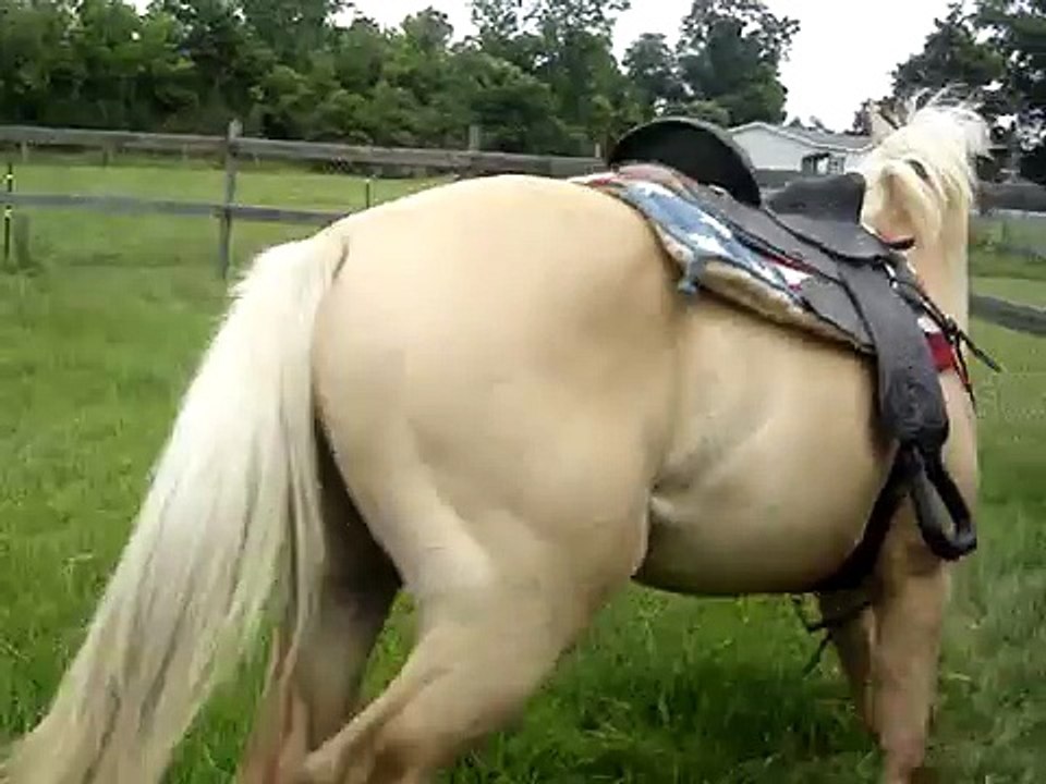 Breaking a horse