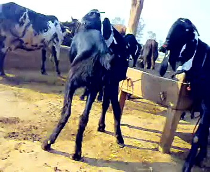 2nd beautiful buck goat at syeds dera