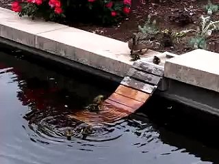 Duck protects baby ducks from turtle