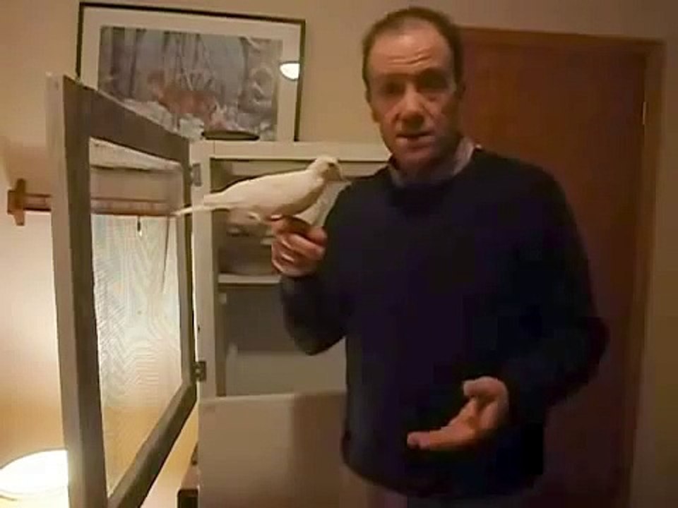 Hand Taming Ringneck Doves
