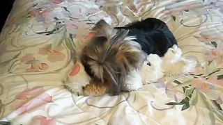Tory the Yorkie loves her Bunny