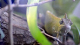 camaleon de yemen - kameleon jemeński - Chamaeleo Calyptratus