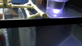 Comb jellyfish tank