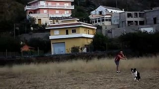 Frisbee Dog Border Collie