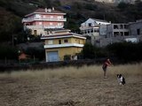 Frisbee Dog Border Collie