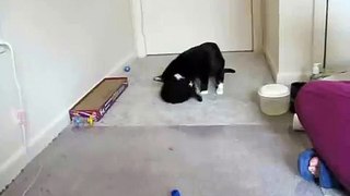 Kittens Attacking Momma
