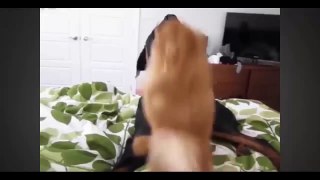 Funny Dogs. A Funny, Ultimate Dog Video vines #21