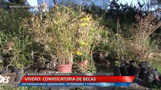 VIVERO: CONVOCATORIA DE BECAS