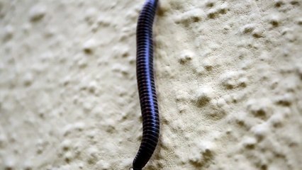 Millipede Closeup