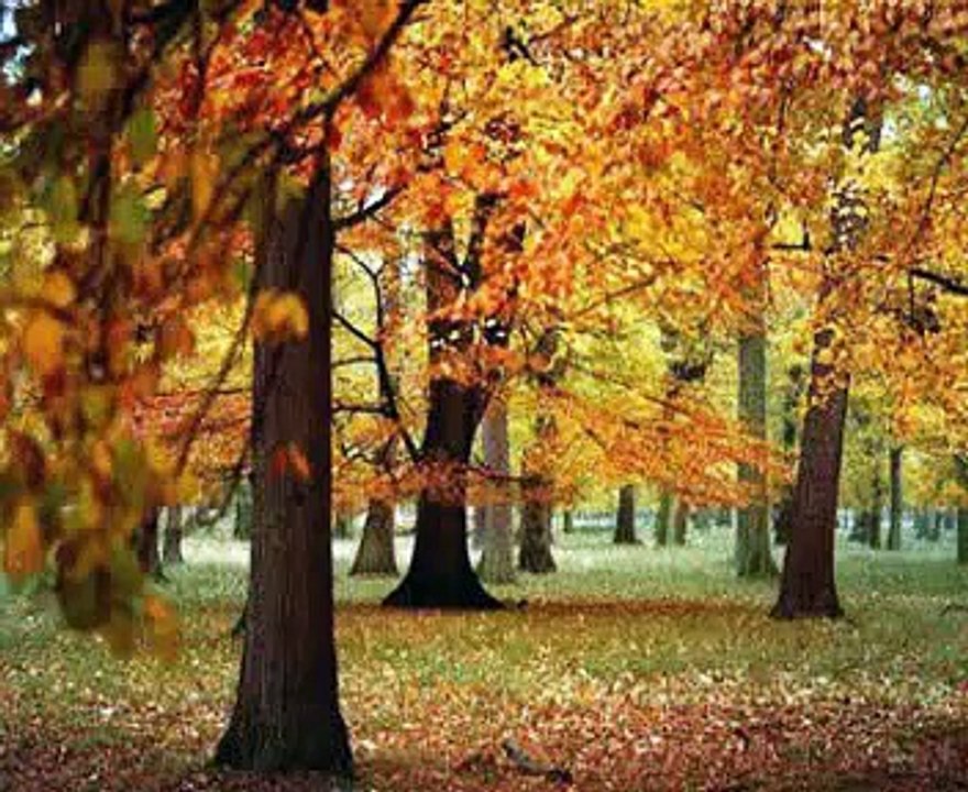 B-TRİBE -  que mala vida