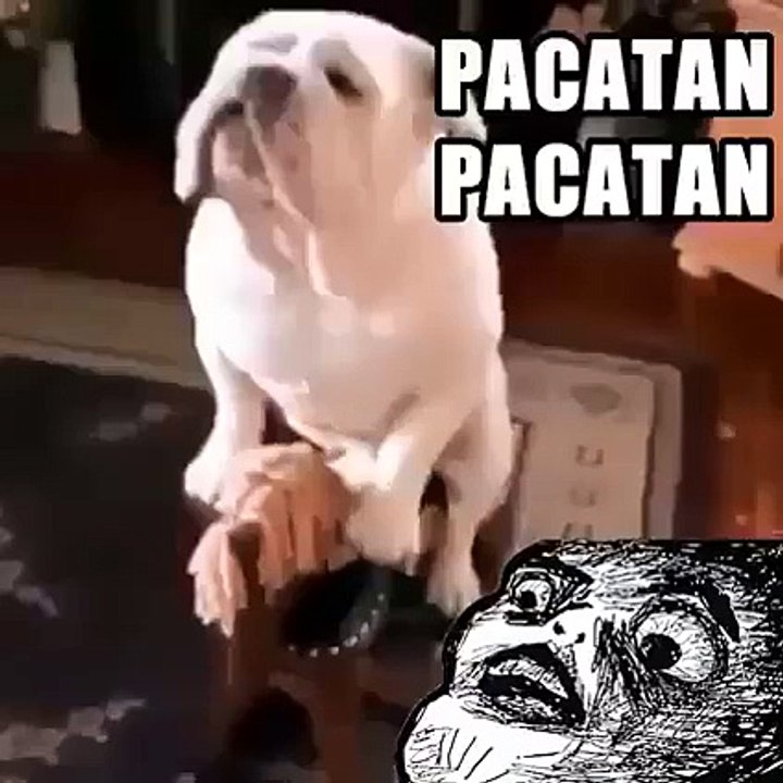 Un chien fait du cheval à bascule