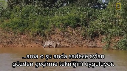 Jaguar timsaha saldryor - Türkçe Altyazl