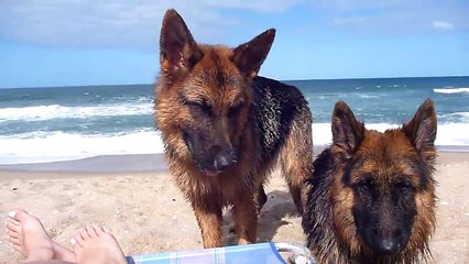 Meu casal de Pastor Alemão...A melhor raça!!!