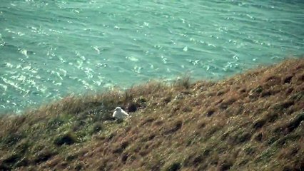 Royal Albatross of New Zealand