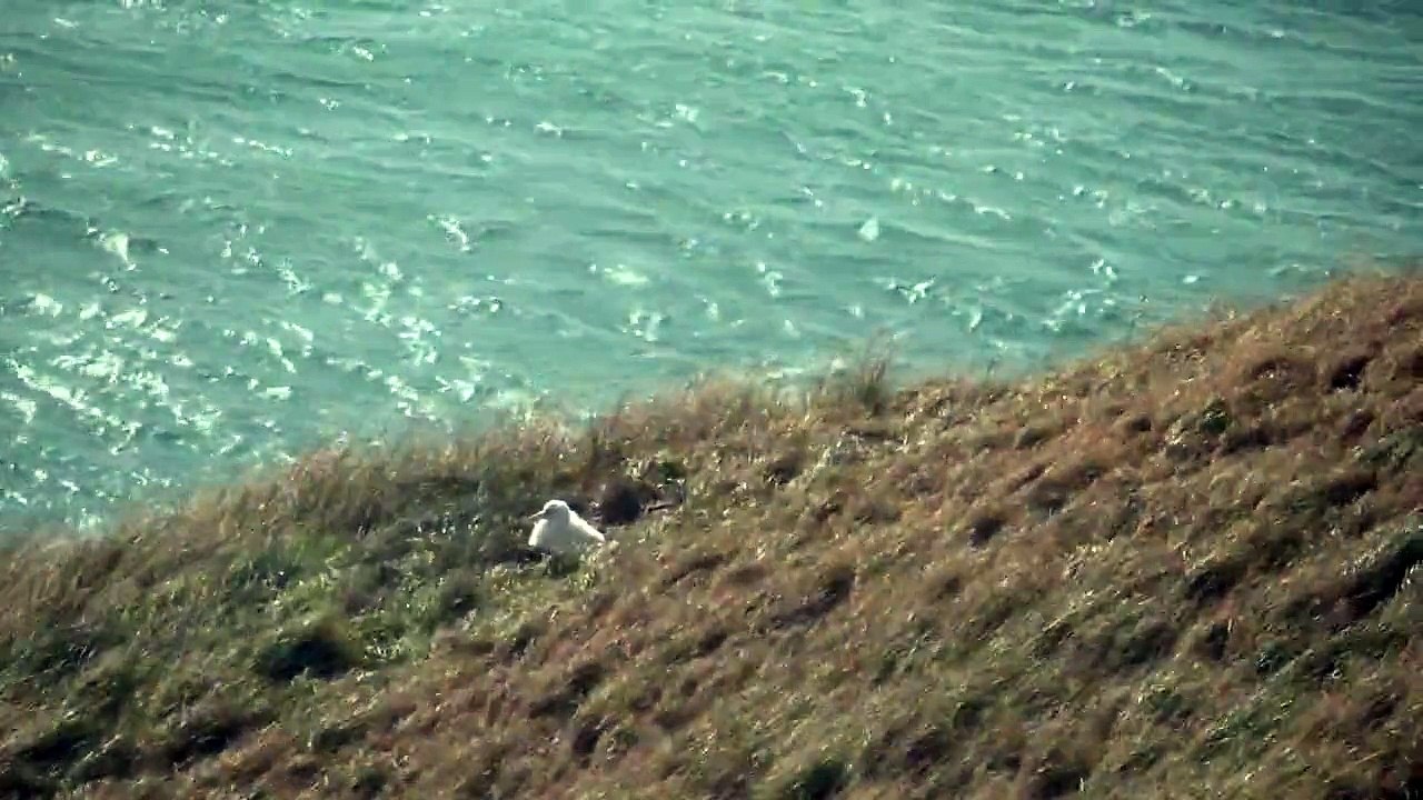 Royal Albatross of New Zealand