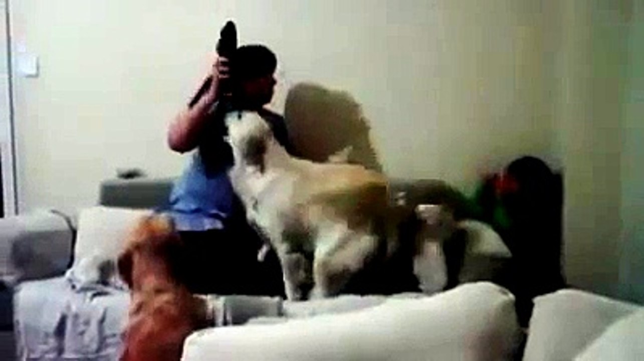 Dog advocate the boy from his mother's anger !!!