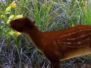 ～46億年・人類への旅～ 第5集 大陸大分裂