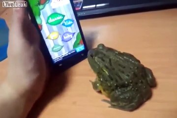 Frog Tries To Eat Fly Off Screen