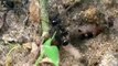 Animal Attack   , Ants Attack And Killed Worm  NOT FOR SENSITIVE VIEWERS