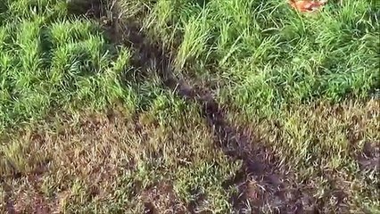 Lightning Strikes Chick House   Part 1 of 2