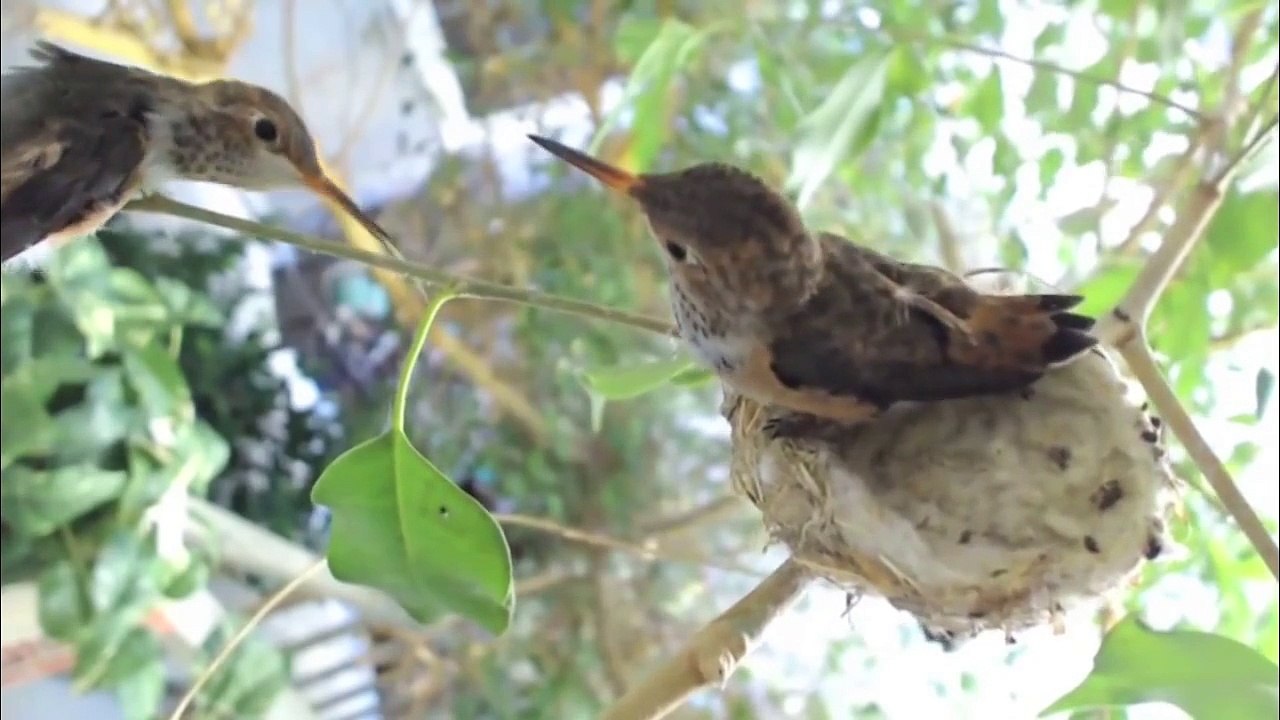 Summer & Dusky post fledge antics 7/12/15