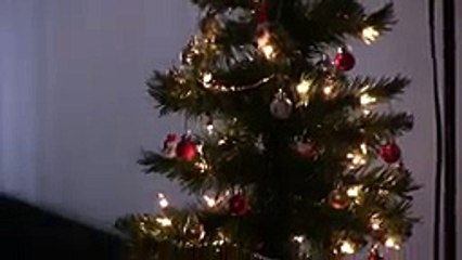 Caught on tape! Dog sees a ghost! Real!  - Part 2